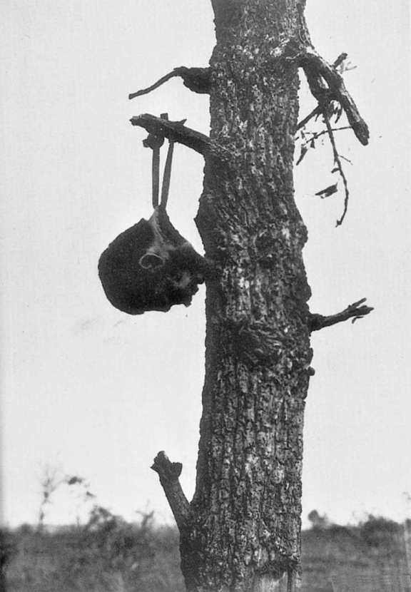 美军将日本士兵的头部割下,挂在树上