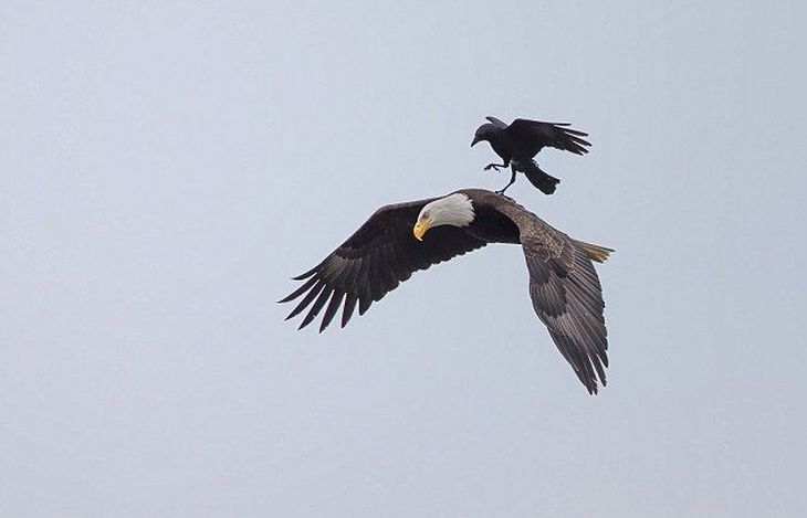 crow_eagle08