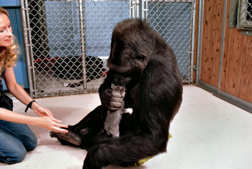 koko大猩猩纪录片图片