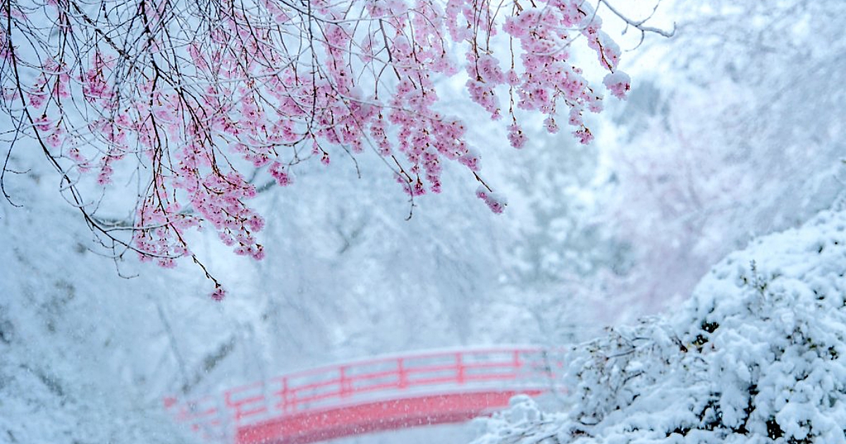 日本關東多區四月罕有下雪 網民紛紛拍攝 雪櫻滿開 夢幻畫面 攝影札記photoblog 新奇好玩的攝影資訊 攝影技巧教學