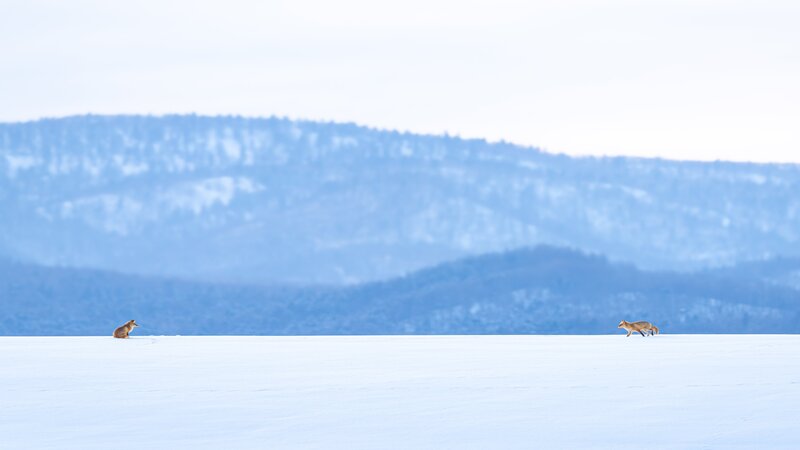 北海道攝影師 雪地動物專門 井上浩輝鏡頭下的純白生命力 攝影札記photoblog 新奇好玩的攝影資訊 攝影技巧教學