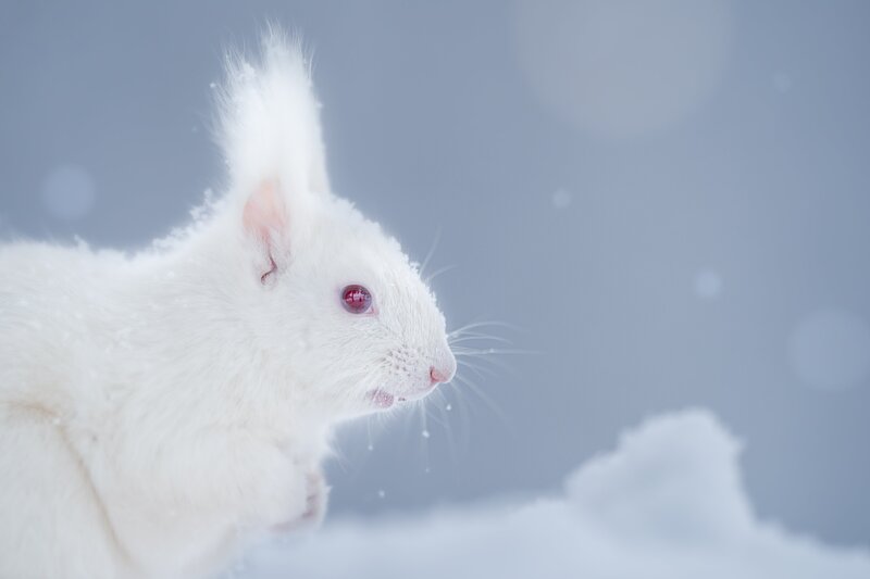 北海道攝影師 雪地動物專門 井上浩輝鏡頭下的純白生命力 攝影札記photoblog 新奇好玩的攝影資訊 攝影技巧教學