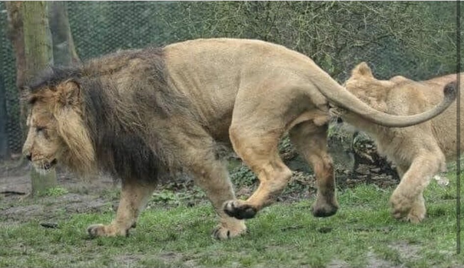 摄影师 johanna kok 拍下公狮惨被母狮咬「蛋蛋」,疑为妻子「欲求不满