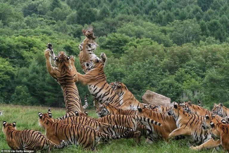 Largest Siberian Tiger In Captivity