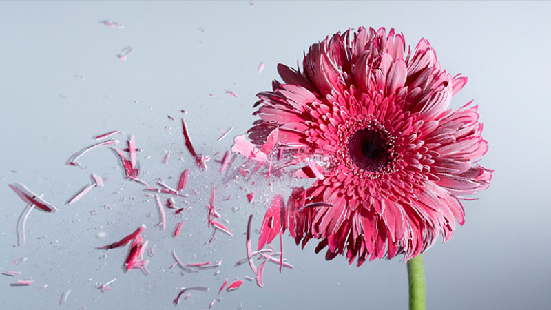 一張含有 植物, 花, 薊, 粉紅色 的圖片

自動產生的描述