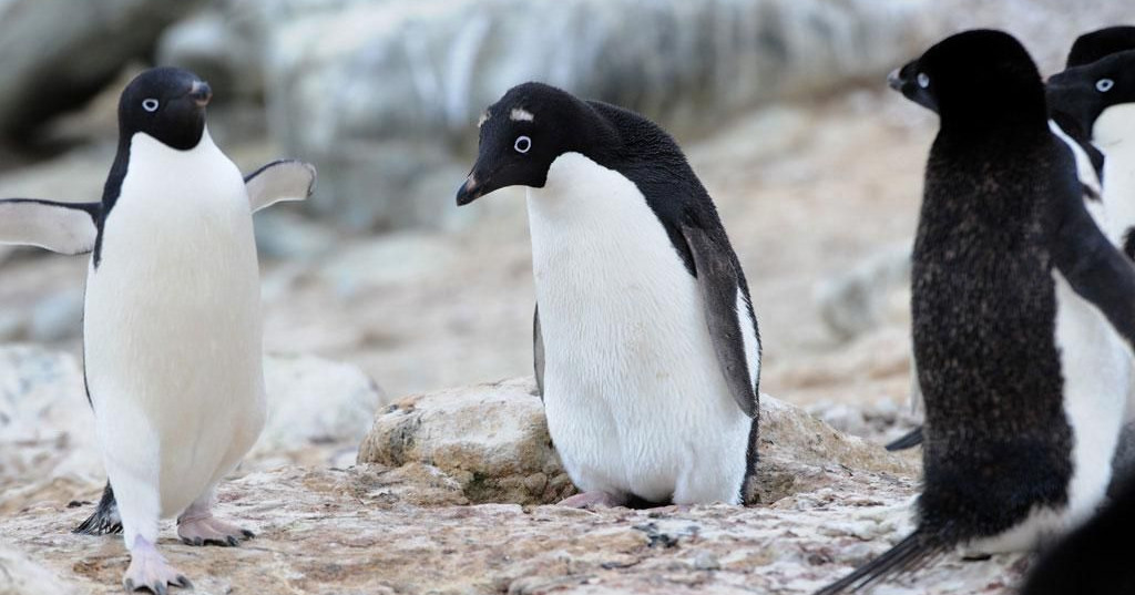 八字眉企鵝之日常生活3, 光頭賣- 最大的LINE貼圖代購網